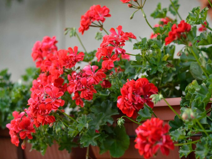 Geranien gießen, düngen und pflegen 5 Tipps für schöne Blüten